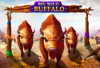 Big Wild Buffalo
